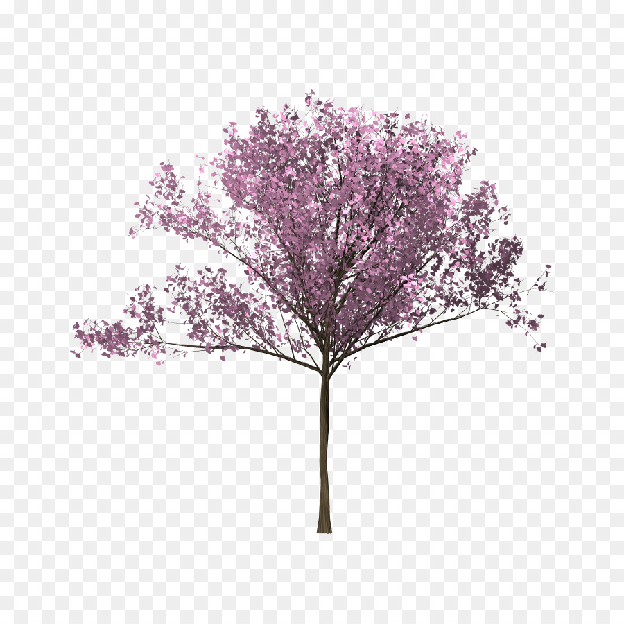 زهر شجرة الكرز