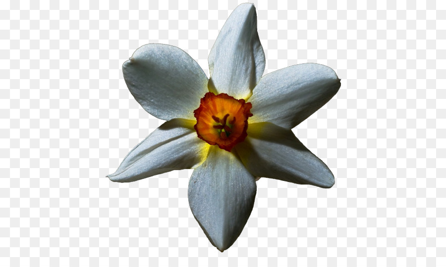 زهرة，Lilium PNG