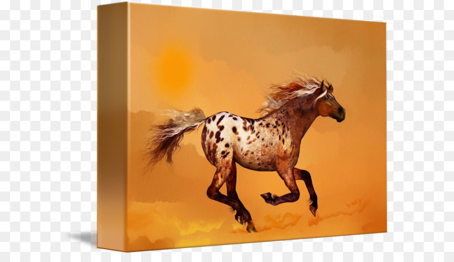 Appaloosa，موستانج PNG