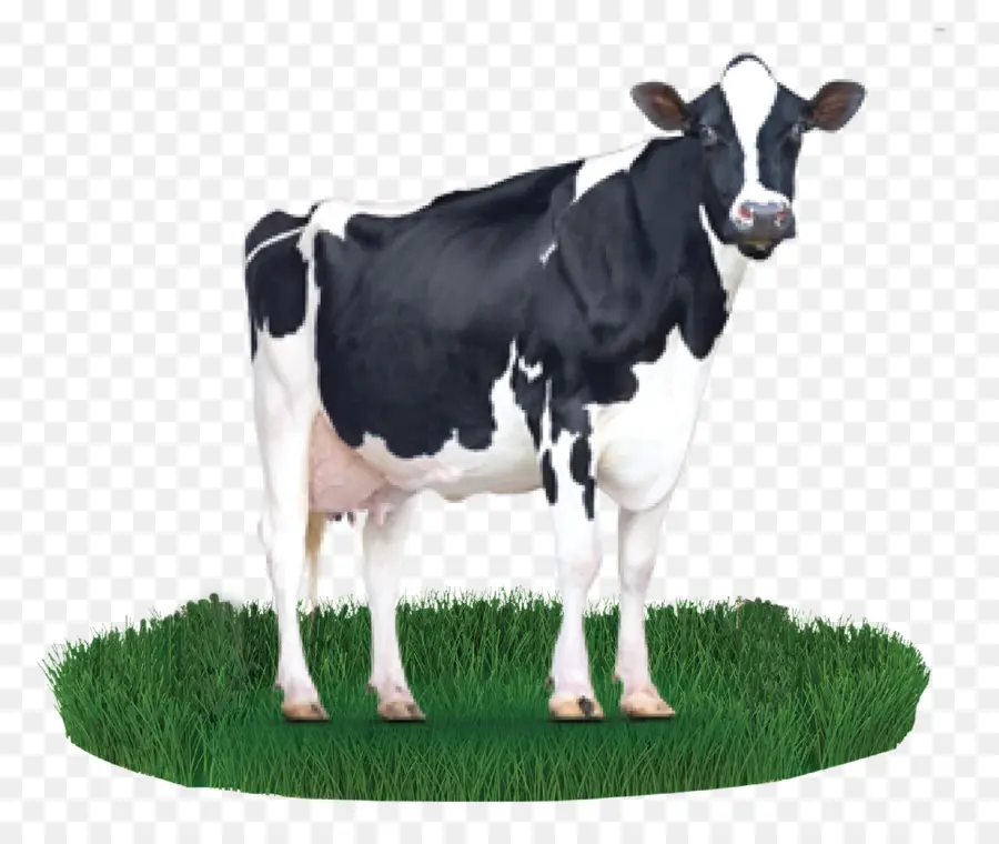 الأبقار الفريزيان هولشتاين，الحليب PNG