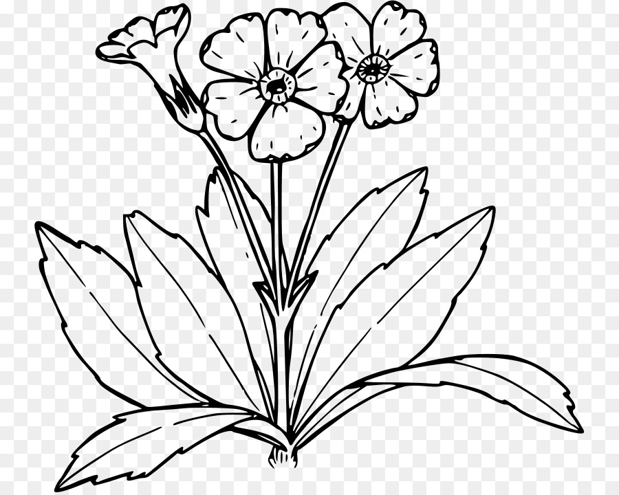 زهرة الربيع كتاب تلوين الرسم صورة بابوا نيو غينيا