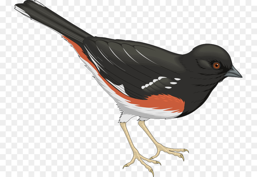 الطيور，Columbidae PNG