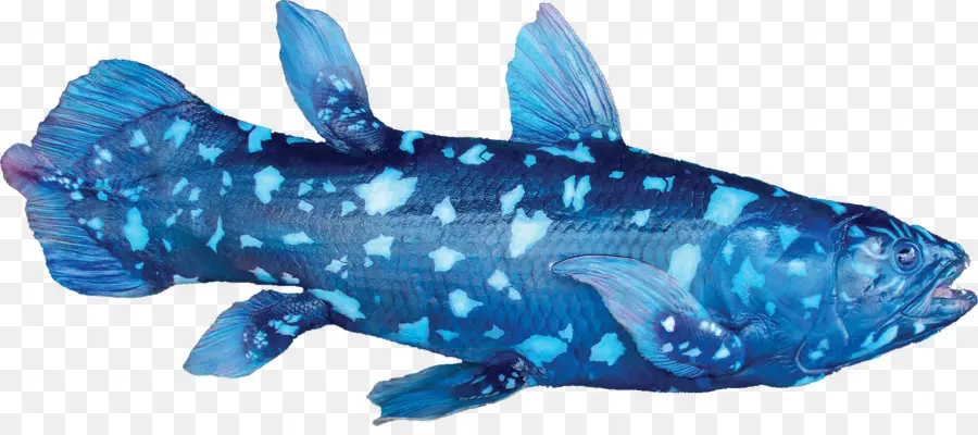 الأسماك，غرب المحيط الهندي أسماك سيلكانث PNG