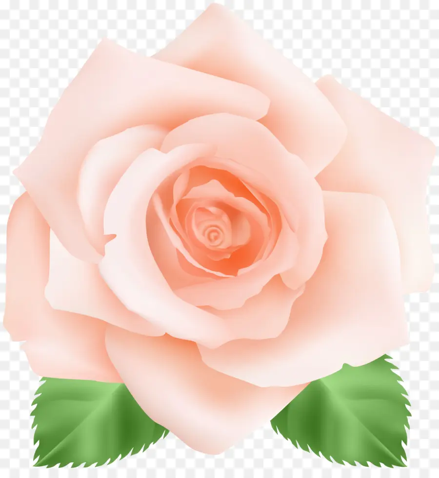 سنتيفوليا الورود，ورد PNG