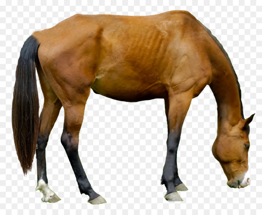 الحصان，الرسن PNG