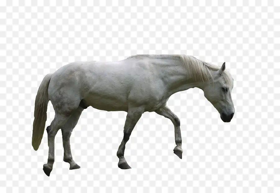 خيل，أبيض PNG