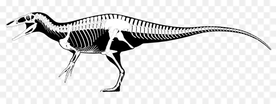 Megaraptor，Australovenator PNG