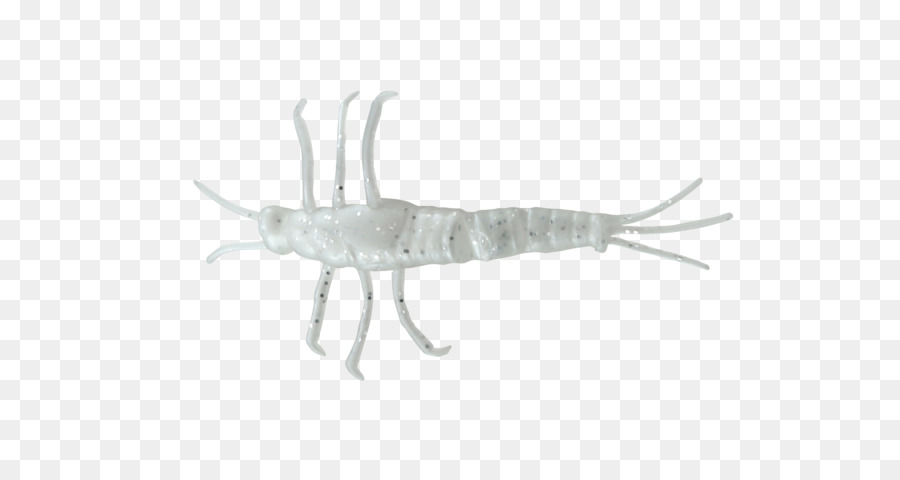 حشرة，Mayfly PNG