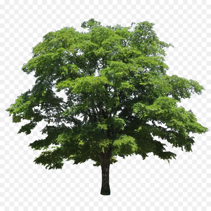 شجرة，الجراد الأسود PNG