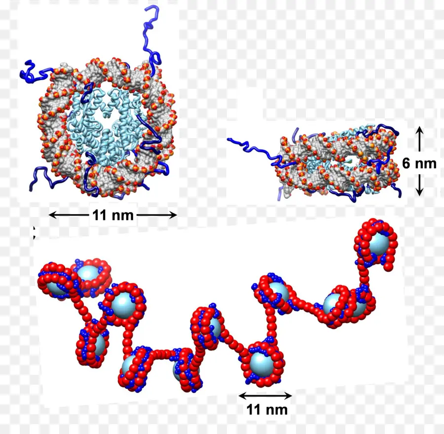 Nucleosome，لونين PNG