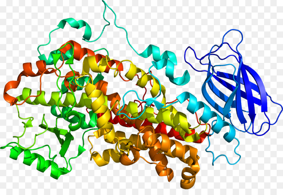 Lipoxygenase，Alox12 PNG
