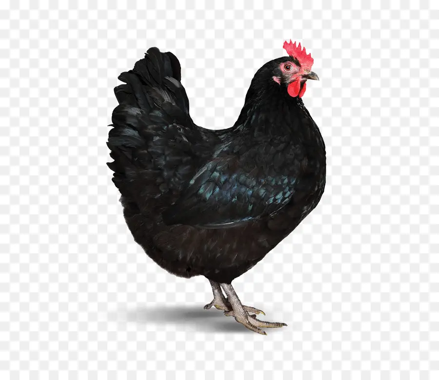 الدجاج，الأغذية العضوية PNG