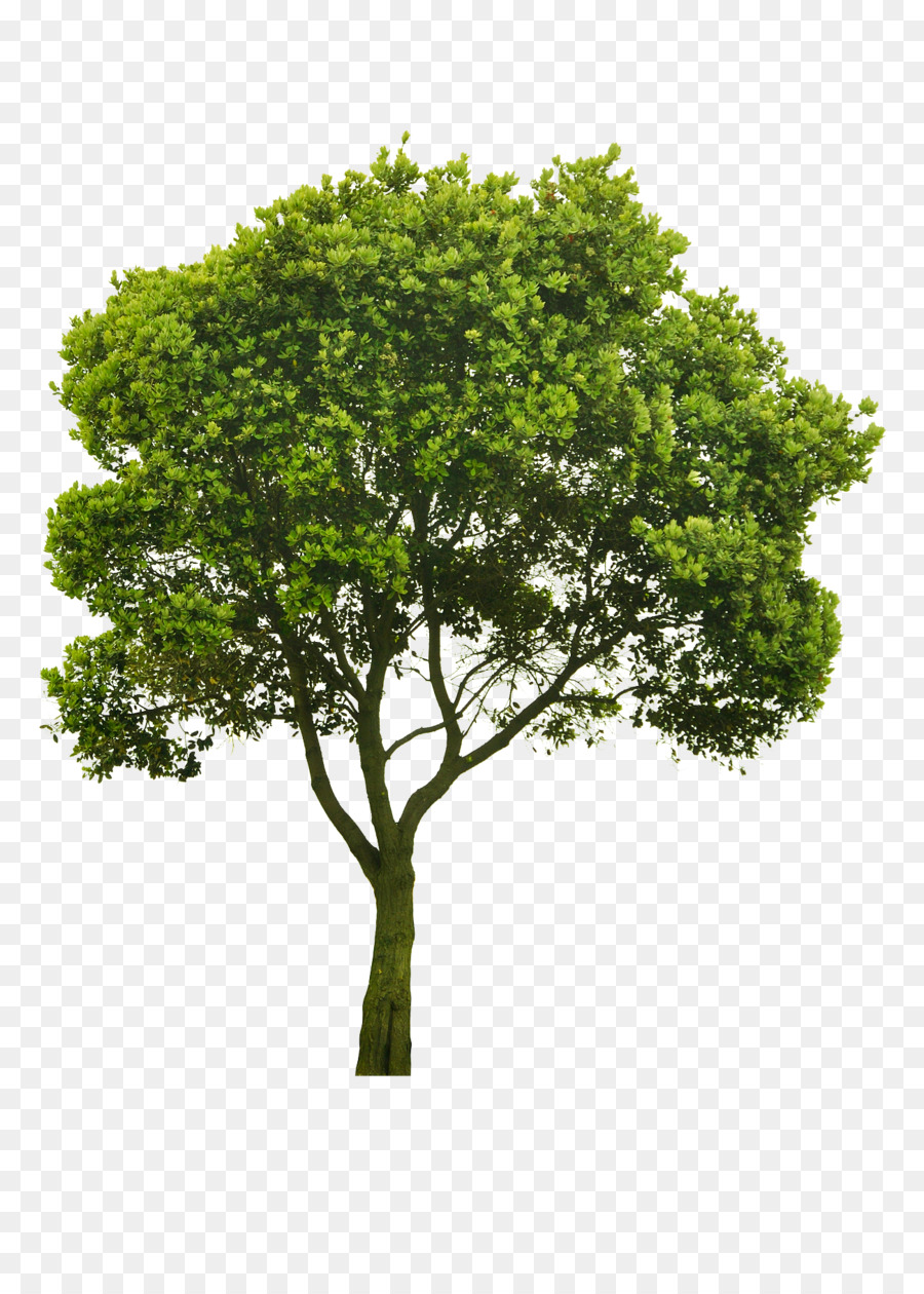 شجرة，الأسهم التصوير PNG