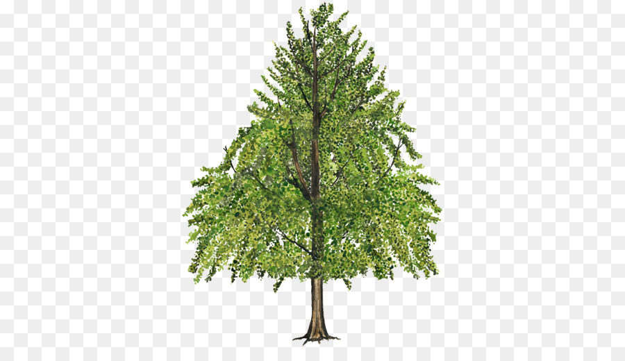 شجرة，أمريكا Sweetgum PNG