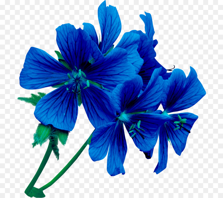 زهرة，الأزرق PNG