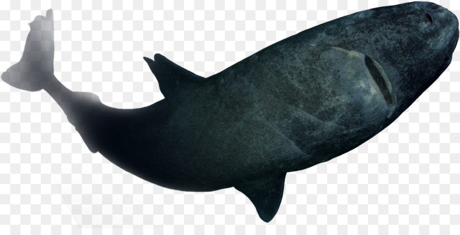 القرش，الأسماك PNG
