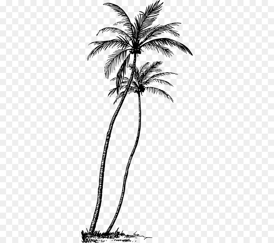 Arecaceae，شجرة PNG