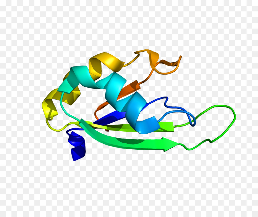 Pabpn1，Polyabinding البروتين PNG
