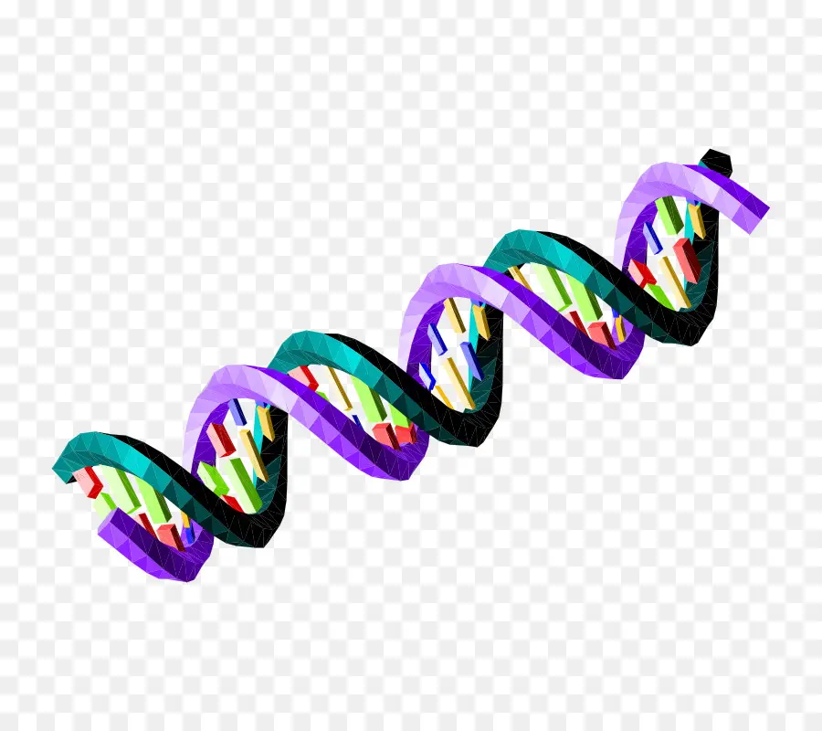 الحمض النووي تسلسل，الحمض النووي PNG