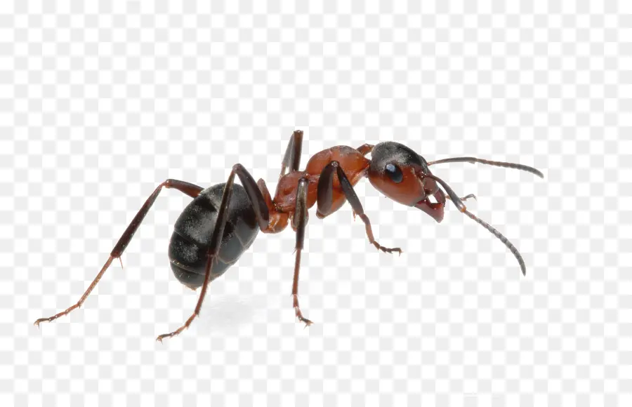 النمل，Tapinoma لاطئة PNG