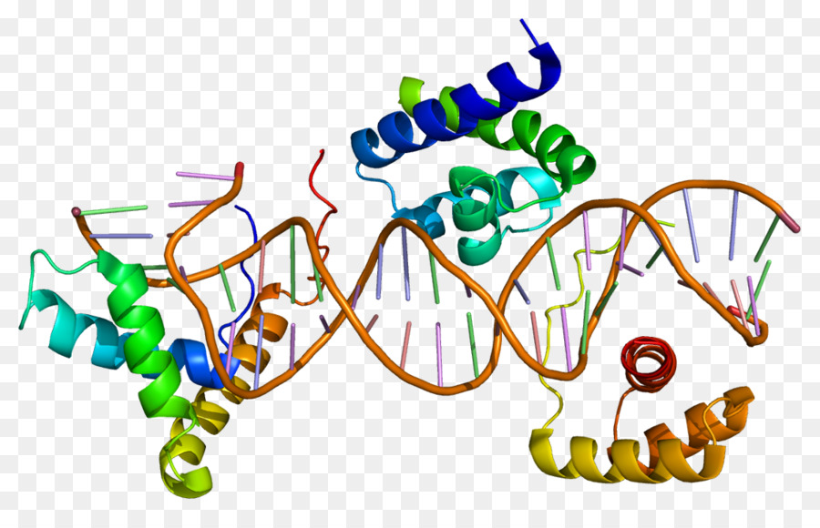 Sox2，الجوارب عائلة الجينات PNG