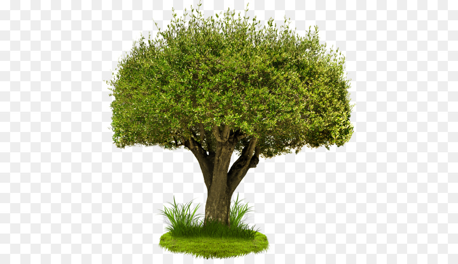 جذع شجرة المهمة الخدمة，شجرة PNG