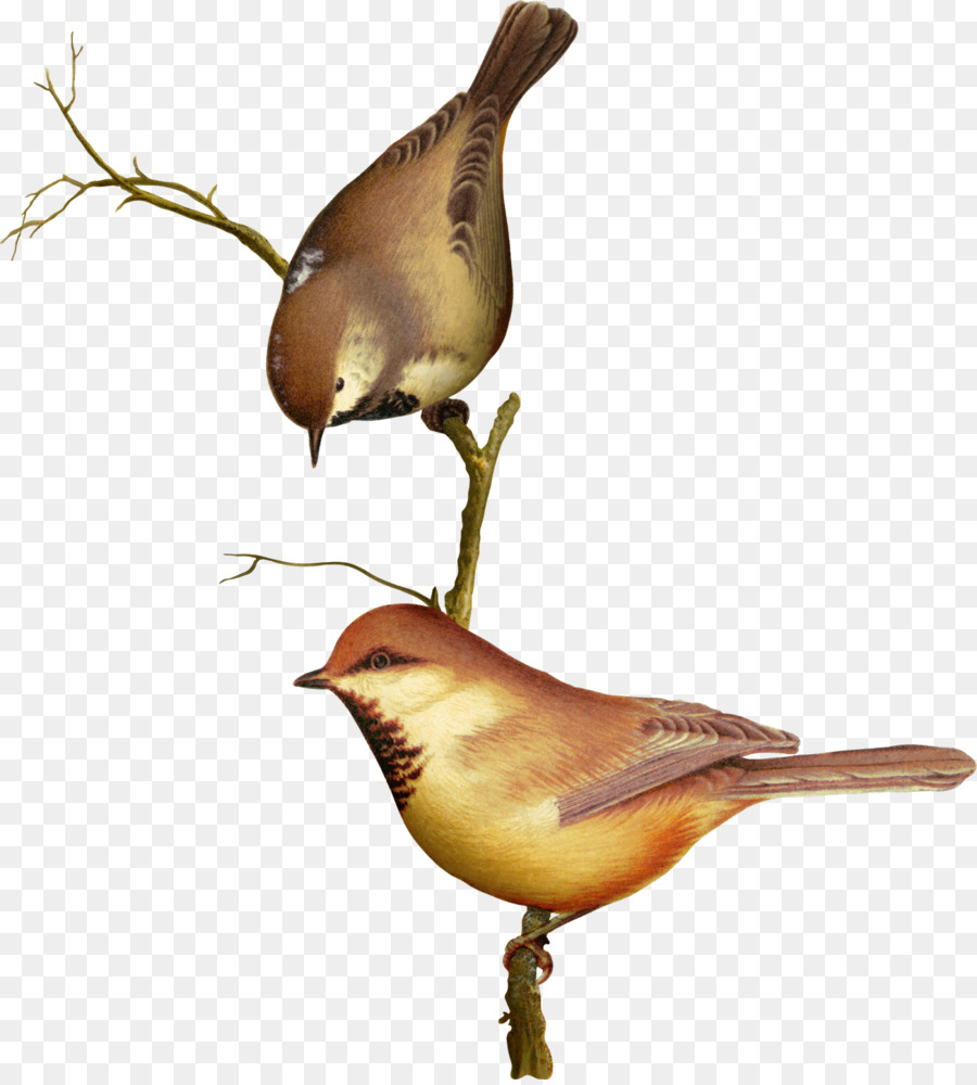 الطيور，الربيع PNG