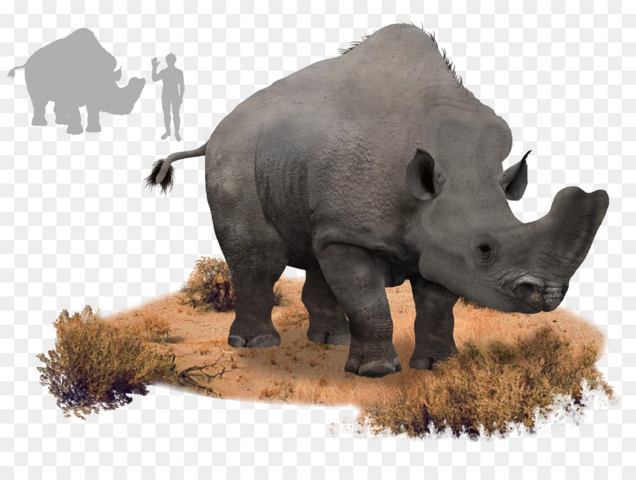 وحيد القرن，الفجري PNG