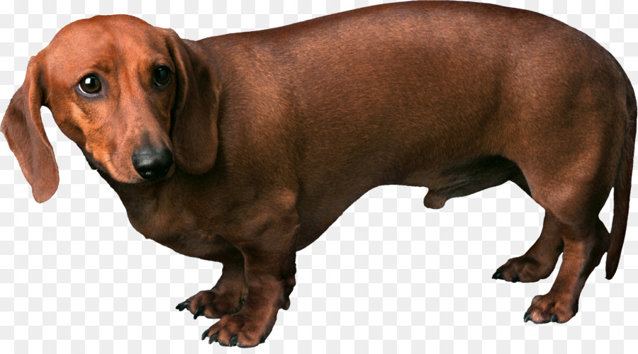 الكلب الألماني，مصغرة أفطس PNG