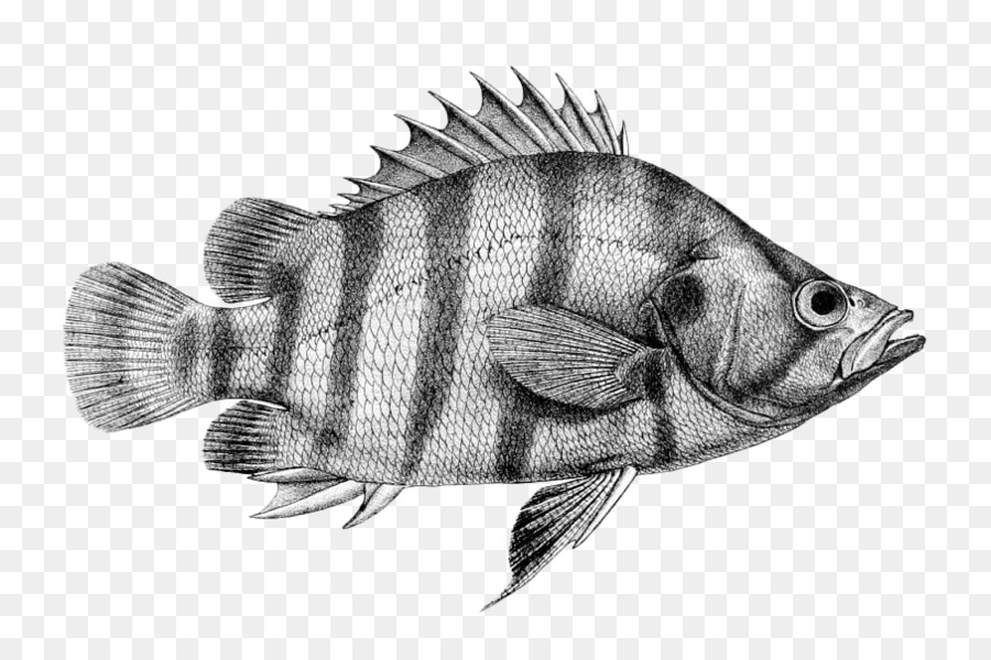 الأسماك，Percoidei PNG