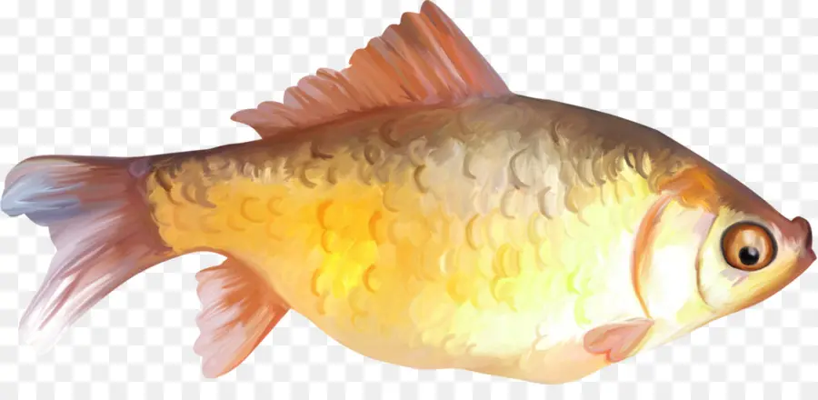الأسماك，ذهبية PNG