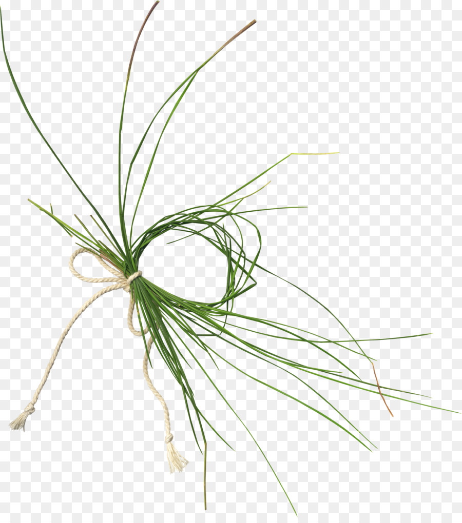 العشب，الجذعية النباتية PNG