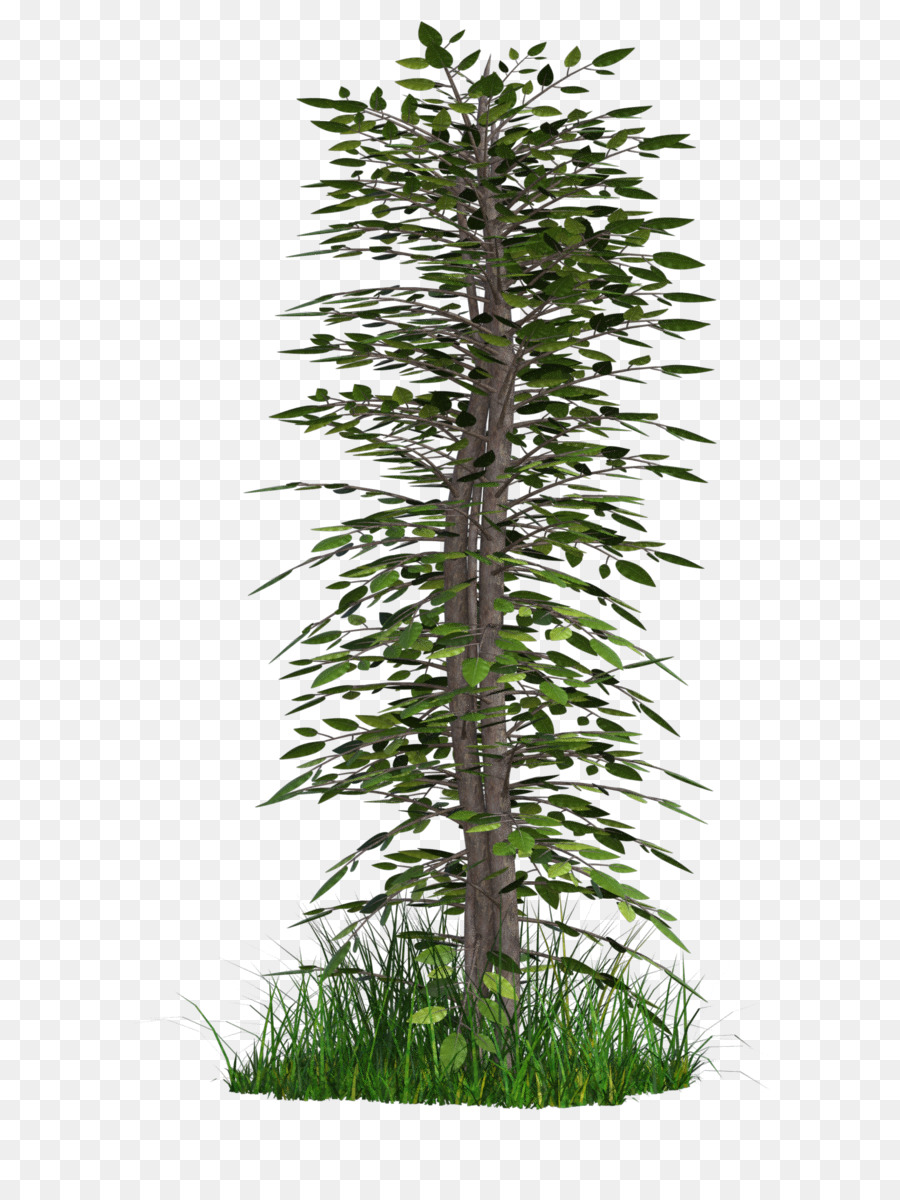 شجرة，الوسام PNG