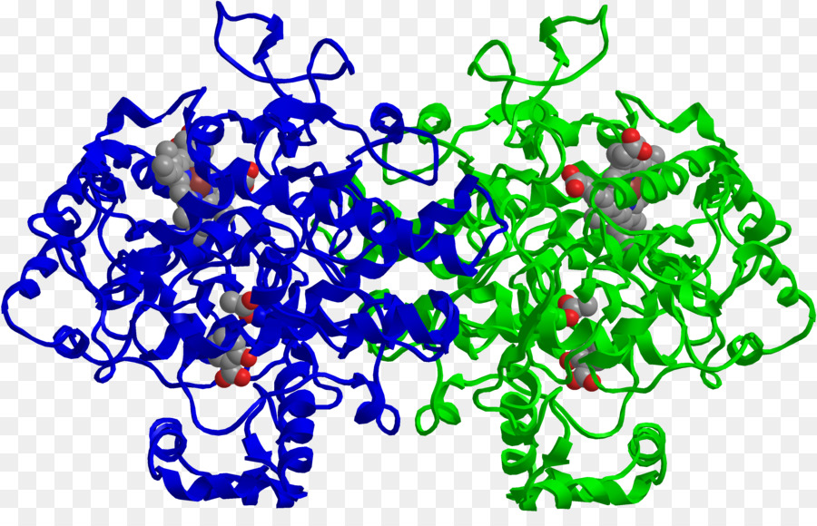 انزيمات الأكسدة الحلقية，Prostaglandinendoperoxide سينسيز 2 PNG