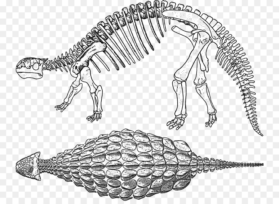 Ankylosaurus，ستيجوسورس PNG