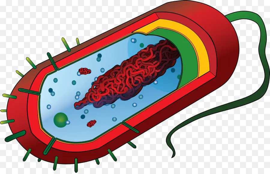 Prokaryote，الخلية PNG
