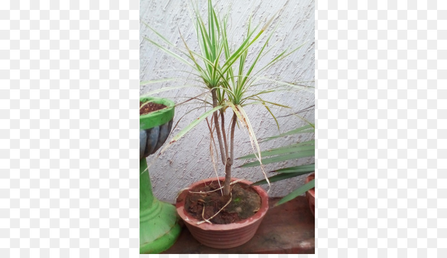 ل Houseplant，خيزران Fragrans PNG