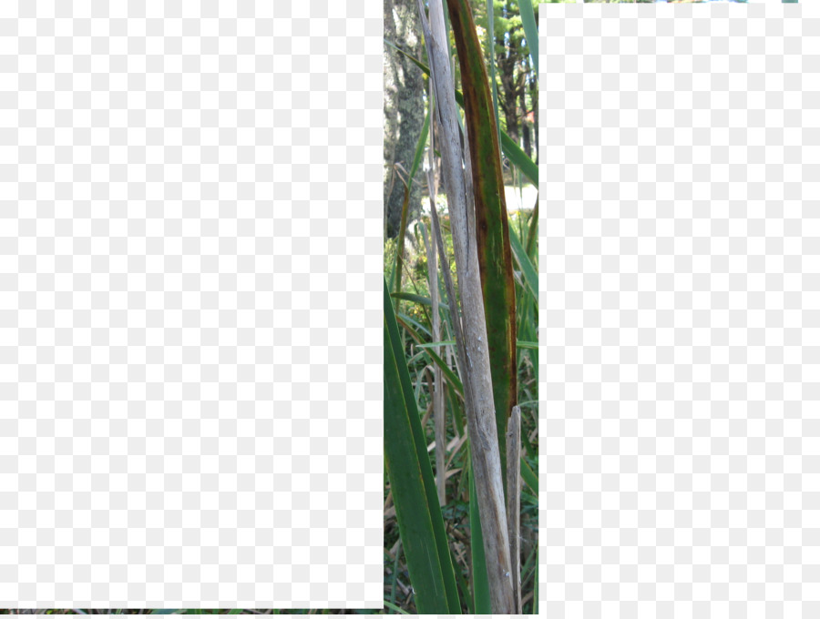 الخيزران，شجرة PNG