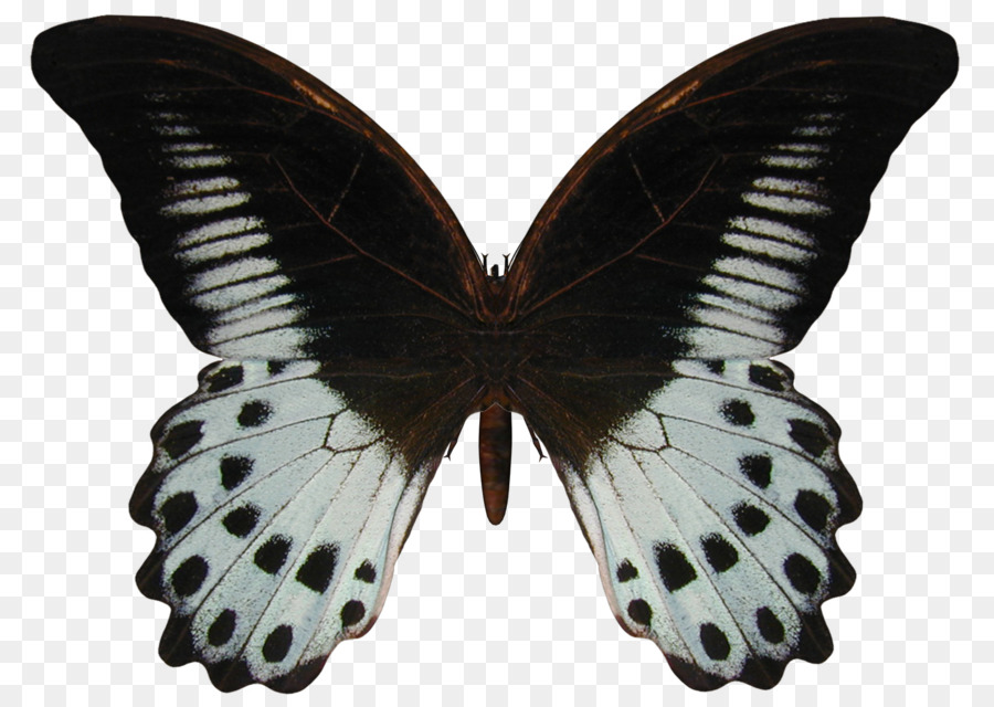 فراشة，Papilio PNG