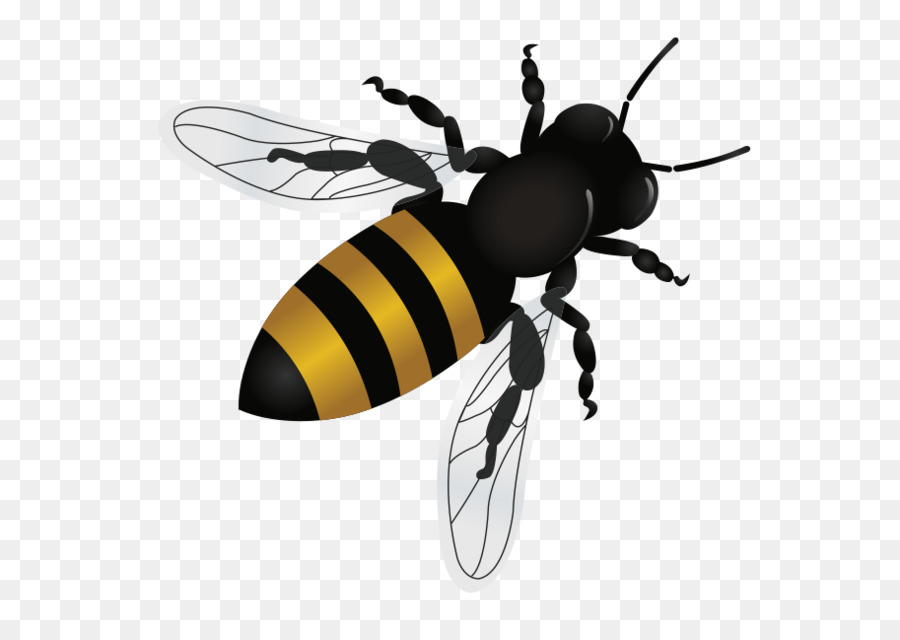 النحل，Tempe PNG