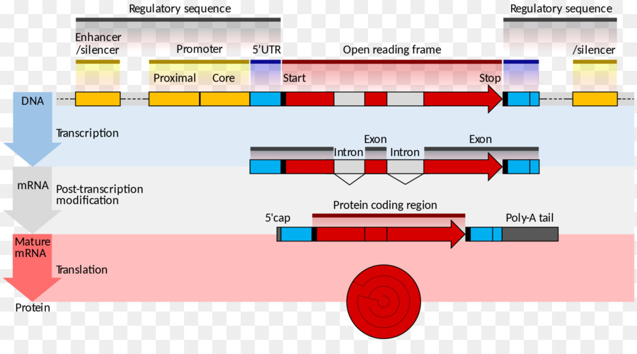بنية الجينات，رسول الحمض النووي الريبي PNG