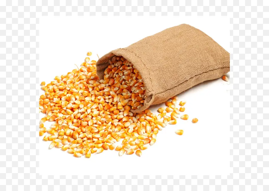الذرة，تغذية الحيوان PNG