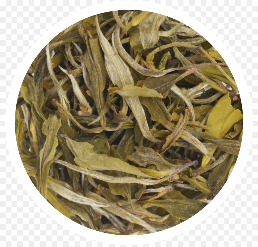 Nilgiri الشاي，الشاي الأخضر PNG