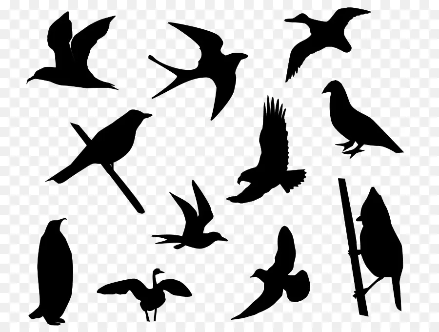 الطيور，صورة ظلية ، PNG