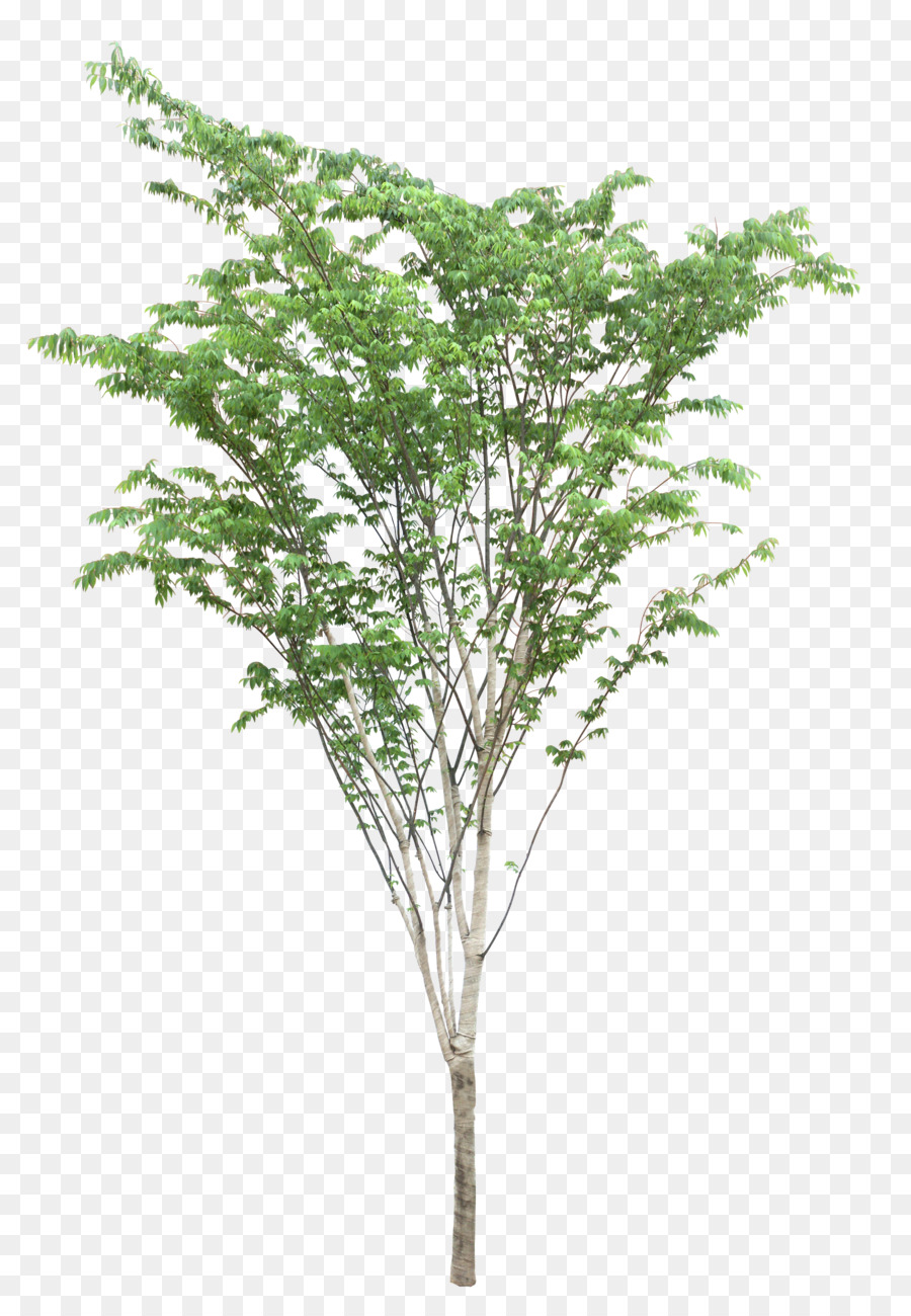 منظر جمالي，شجرة PNG