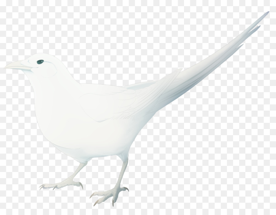 منقار，Columbidae PNG