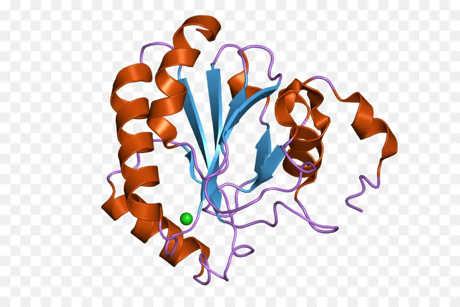 الجلوتاثيون البيروكسيديز，البيروكسيديز PNG