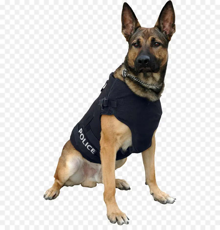 الراعي الألماني，كلب الشرطة PNG