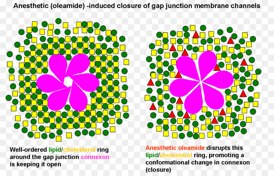 Gap Junction，النظريات العامة عمل التخدير PNG