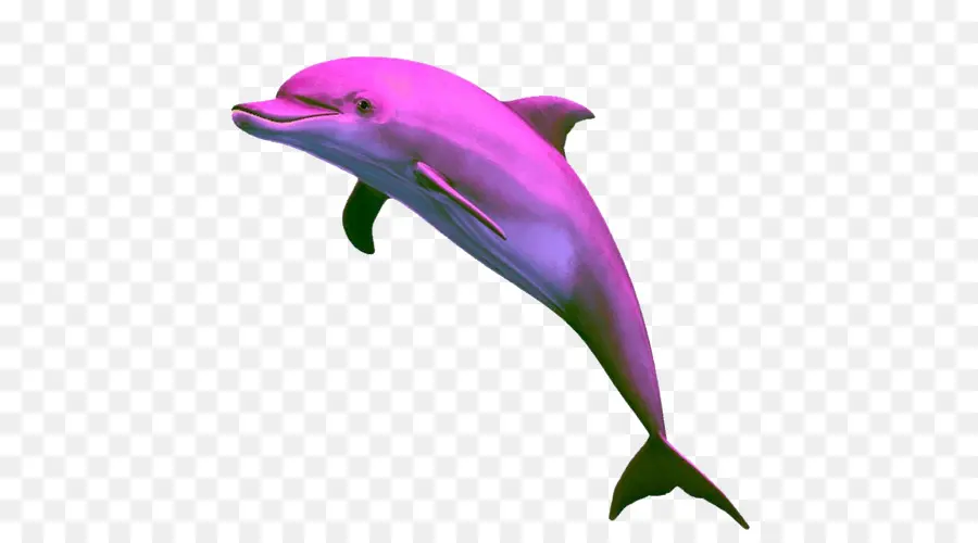 دولفين，Cetacea PNG